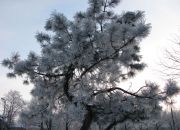  "*Winter*"