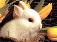 rabbit%3D