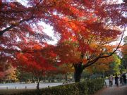 Осень в  Киото