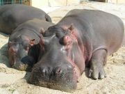Zoo hippopotamus