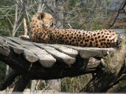 Zoo cheetah-3
