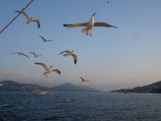 sea gulls 1