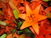  /Orange lily