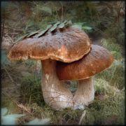 �������� ����