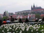 Прага. Тюльпаны около Карлова моста