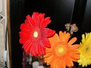 IMGP5847