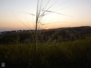 PICT2962
