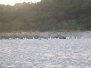 Albena-Bulgaria. Uimarannalla  on lokit . Illalla.