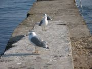 IMG 0277