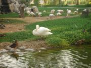 Picture 334