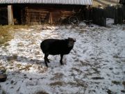 ram (came from neighbours:))