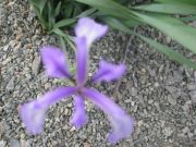 Resize of  085