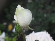 roza