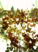 IMG my-tree