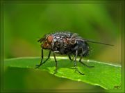 Большая навозная муха 1