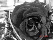 DSC00115 (2)