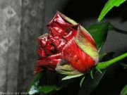 Цветущая китайская роза