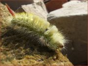   ( Calliteara pudibunda ).