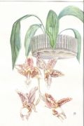 Stanhopea oculata