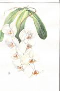 Phalaenopsis amabile