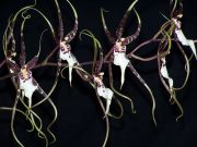 Brassia hybr.  и