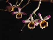 dendrobium wardianum