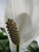 IMG 4145