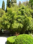 bamboo