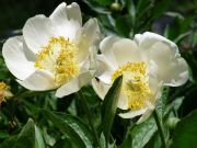 peony
