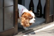 IMG 1253