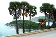 Palm trees & Islands