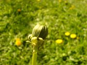 DSC02259