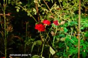DSC 0327