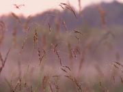 IMG 4097