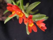 Fernandecia maculata