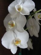 Orkidea Beruhard Phalaenopsis