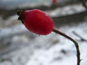 IMG 0371
