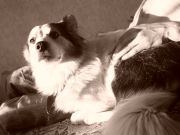 MY LOVELY GORACI