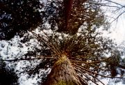 Мамонтовое дерево - секвойя