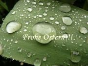 oster2