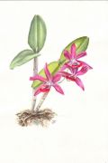 Cattleya bifoliata