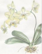 Phalaenopsis hybr.