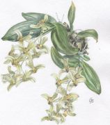 Dendrobium delacouri