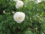 ,05/2009,Volksgarten