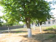 IMG 3321
