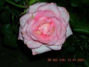 White roza