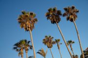 i did hundreds of fotos of palms:)