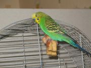 parrot2