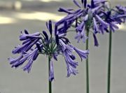 IMG 0830aa