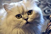 Cat-Mars